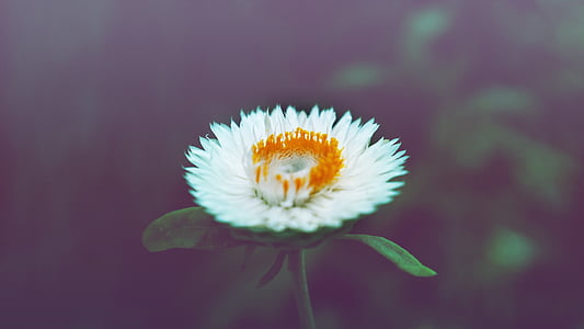 white petaled flower thumbnail
