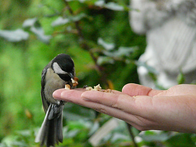 brown and black bird standing on person hand thumbnail