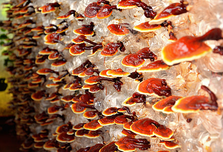 brown fungus thumbnail