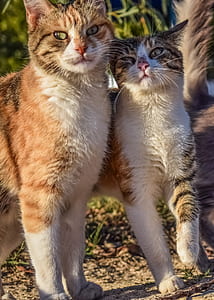 two brown cats thumbnail