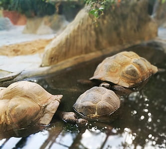 three tortoises on water thumbnail