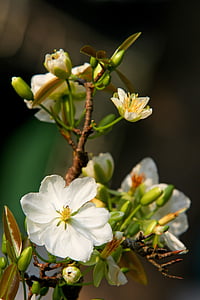 white petal flower thumbnail