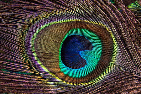 multicolored peacock feather thumbnail