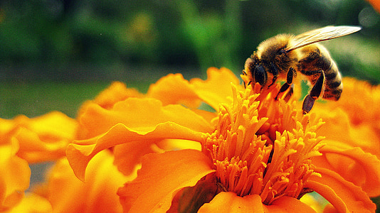yellow and black honey bee thumbnail