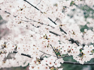 white petaled flowers in closeup photography thumbnail