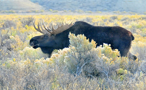 black moose near tree thumbnail