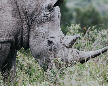 selective focus photography of gray rhino at daytime thumbnail