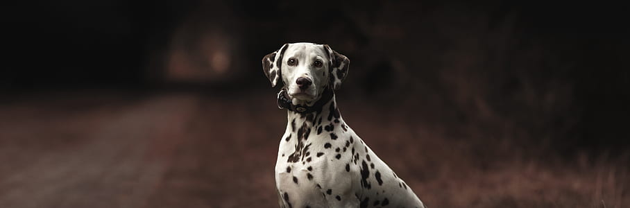 adult white and black Dalmatian thumbnail