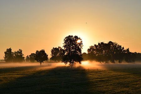silhouette of trees during sunset thumbnail
