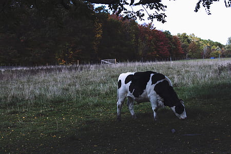 white and black cattle on grass field at daytime thumbnail