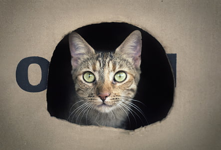 brown cat thumbnail