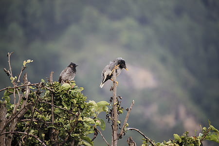 selective focus photography of two birds perching on branch thumbnail