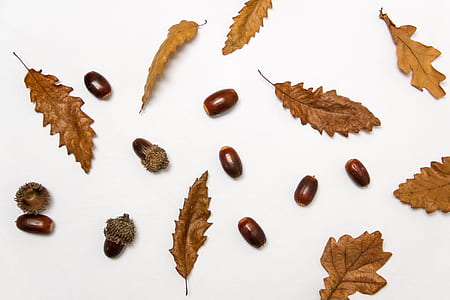 brown seed and brown leaves thumbnail
