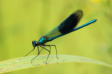 blue dragonfly thumbnail