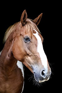 brown and white horse thumbnail