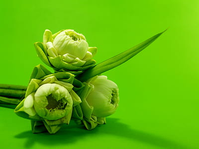flowers, summer, garden, petals thumbnail