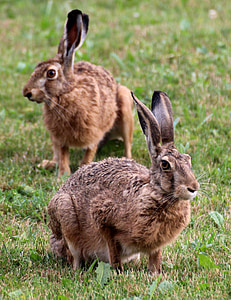 two brown rabbits on green grass at daytime thumbnail