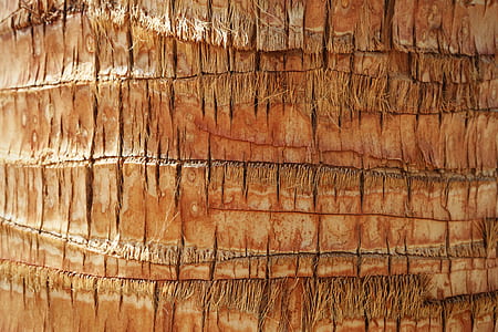 closeup photo of tree trunk thumbnail