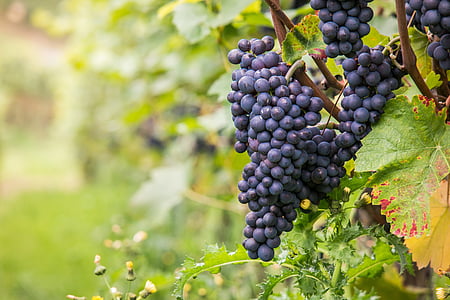 grape plant during day thumbnail