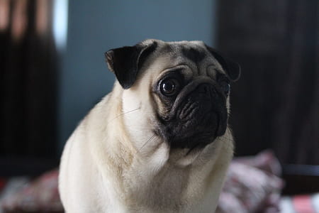 closeup photography of adult fawn pug thumbnail
