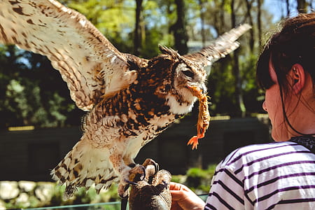 owl on woman hand thumbnail