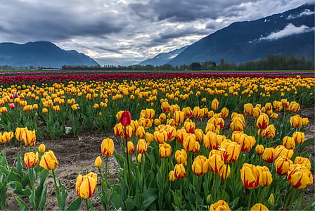 Photo of Field of Yellow and Red Tulips thumbnail