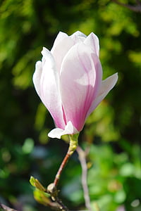 selective focus photography of pink petaled flower thumbnail