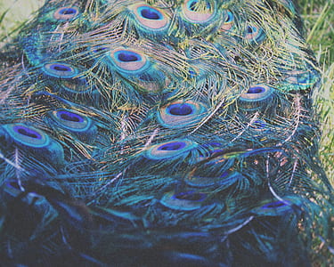 peacock tail thumbnail