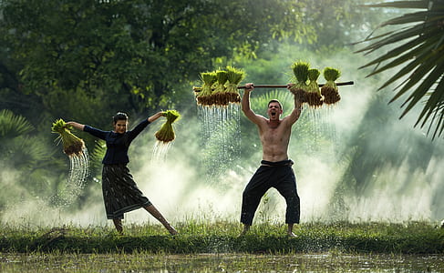 man and woman carrying green leaf plants on grass field thumbnail