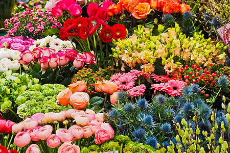 assorted-type flowers in bloom thumbnail