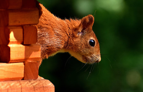focus photography of brown squirrel thumbnail