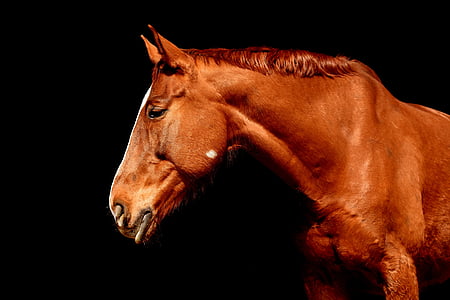 brown horse thumbnail