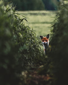 fox between on grass thumbnail