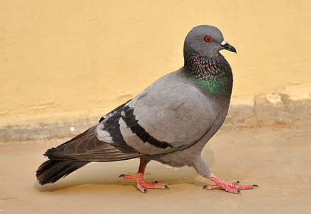 gray and green pigeon near yellow wall thumbnail