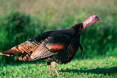 black turkey on grass field thumbnail
