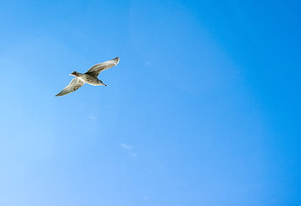 bird flying under boue sky at daytime thumbnail