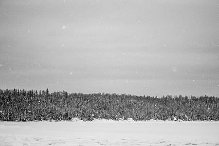 grayscale photo of pine trees thumbnail