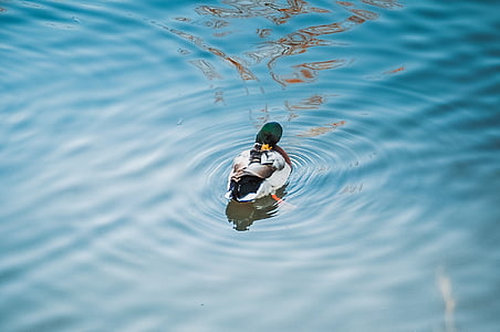 male mallard duck floating on water thumbnail