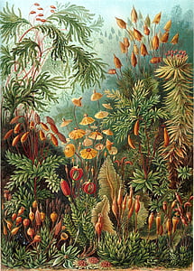 assorted plants paintin thumbnail
