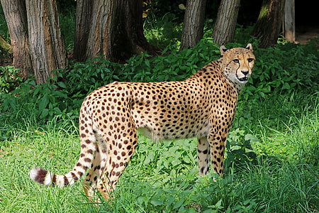 cheetah beside tree on forest thumbnail