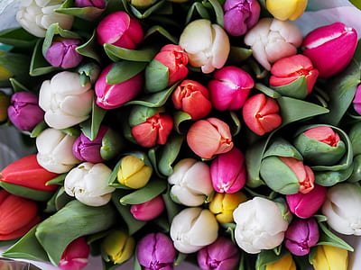 assorted-color tulip flower lot thumbnail