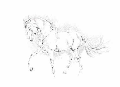 sketch of horse thumbnail