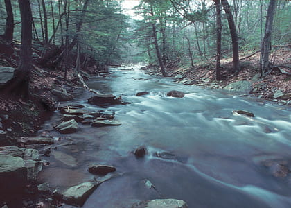 water stream near green leafed trees at daytime thumbnail