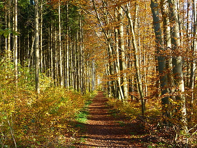 pathway between green leafed trees thumbnail