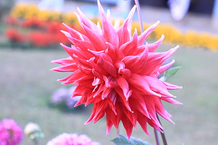 Pink Petaled Flower thumbnail