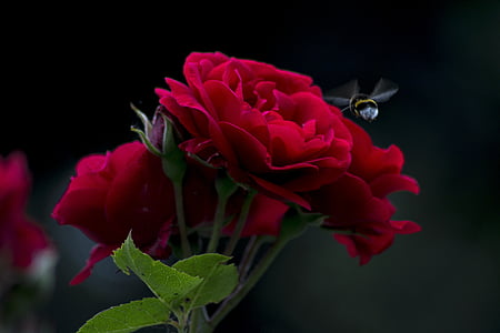 red petaled flower thumbnail