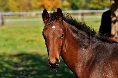brown horse thumbnail