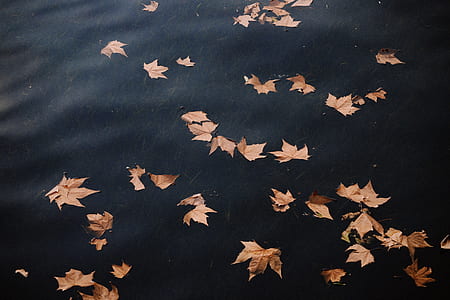 brown leaves on body of water thumbnail