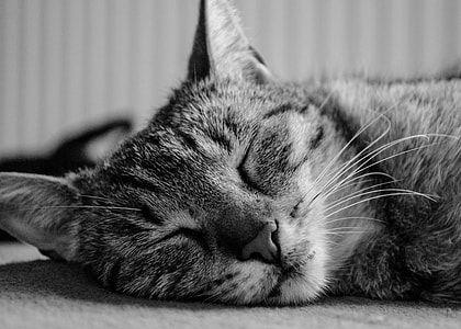 grayscale photo of tabby cat sleeping thumbnail