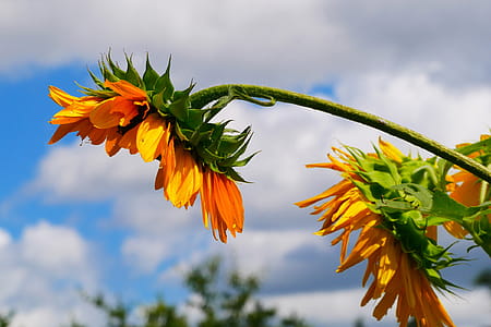 Giant flowers of the annual sunflower blooming under cloudy skies. thumbnail